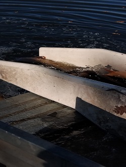 schöne Spiegelkarpfen